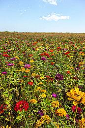 王者荣耀嫦娥新皮肤免费送，教你翻卡小技巧，顺利领皮肤